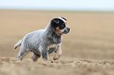 BOUVIER AUSTRALIEN 257
